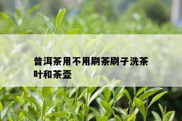 普洱茶用不用刷茶刷子洗茶叶和茶壶