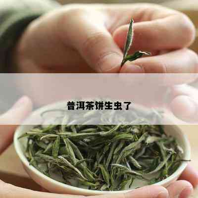 普洱茶饼生虫了