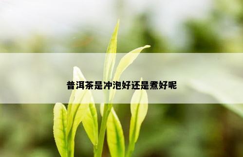 普洱茶是冲泡好还是煮好呢