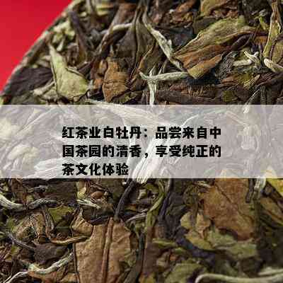 红茶业白牡丹：品尝来自中国茶园的清香，享受纯正的茶文化体验