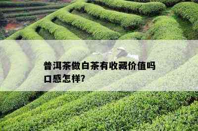 普洱茶做白茶有收藏价值吗口感怎样？