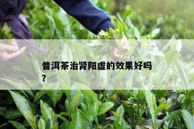 普洱茶治肾阳虚的效果好吗？