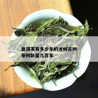 普洱茶有多少年的才叫古树茶树龄是几百年