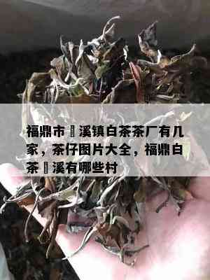 福鼎市磻溪镇白茶茶厂有几家，茶仔图片大全，福鼎白茶磻溪有哪些村