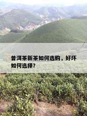 普洱茶新茶如何选购，好坏如何选择？