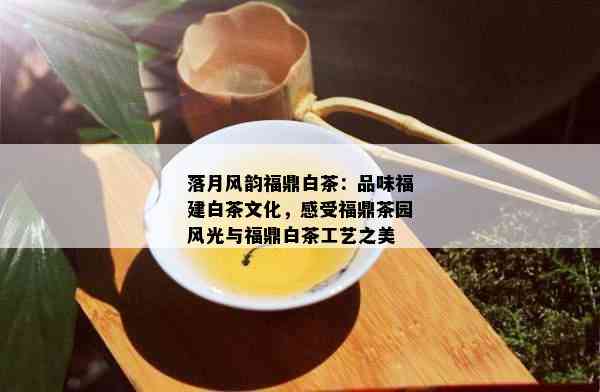 落月风韵福鼎白茶：品味福建白茶文化，感受福鼎茶园风光与福鼎白茶工艺之美