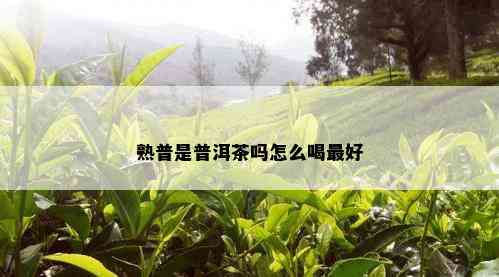 熟普是普洱茶吗怎么喝更好