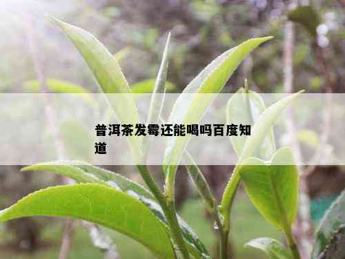 普洱茶发霉还能喝吗百度知道