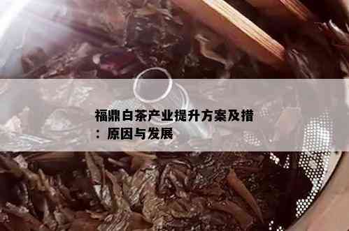 福鼎白茶产业提升方案及措：原因与发展