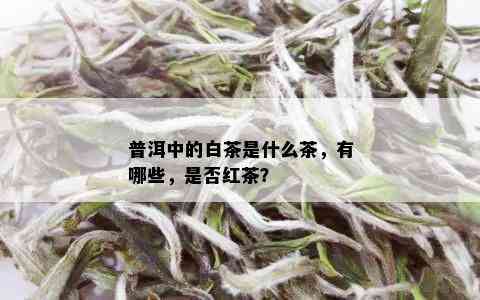 普洱中的白茶是什么茶，有哪些，是否红茶？