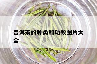 普洱茶的种类和功效图片大全