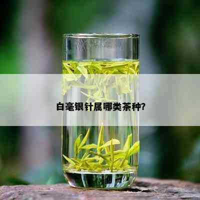 白毫银针属哪类茶种？