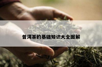 普洱茶的基础知识大全图解