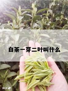 白茶一芽二叶叫什么