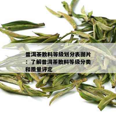 普洱茶散料等级划分表图片：了解普洱茶散料等级分类和质量评定