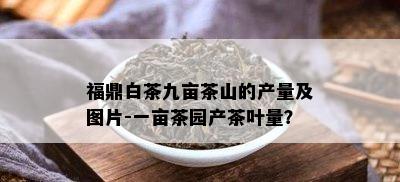 福鼎白茶九亩茶山的产量及图片-一亩茶园产茶叶量？