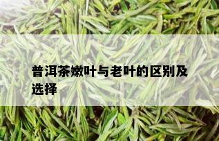 普洱茶嫩叶与老叶的区别及选择