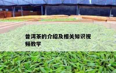 普洱茶的介绍及相关知识视频教学