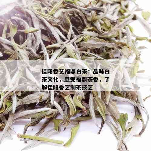 佳阳香艺福鼎白茶：品味白茶文化，感受福鼎茶香，了解佳阳香艺制茶技艺