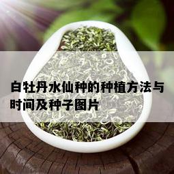 白牡丹水仙种的种植方法与时间及种子图片