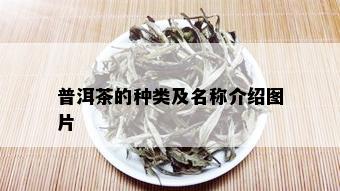 普洱茶的种类及名称介绍图片