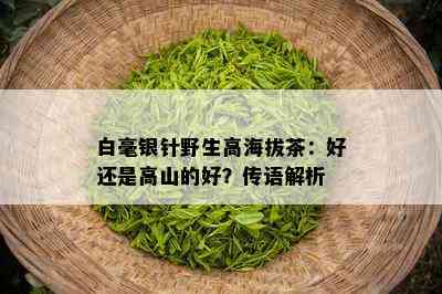 白毫银针野生高海拔茶：好还是高山的好？传语解析