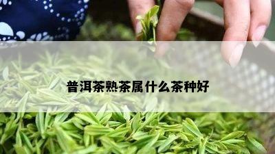 普洱茶熟茶属什么茶种好