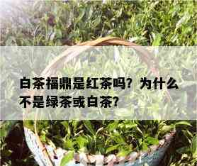 白茶福鼎是红茶吗？为什么不是绿茶或白茶？