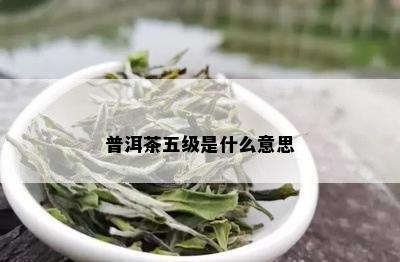 普洱茶五级是什么意思