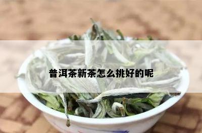 普洱茶新茶怎么挑好的呢