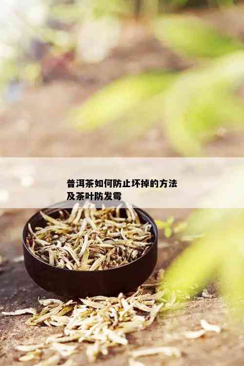 普洱茶如何防止坏掉的方法及茶叶防发霉