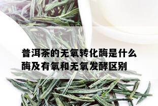 普洱茶的无氧转化酶是什么酶及有氧和无氧发酵区别