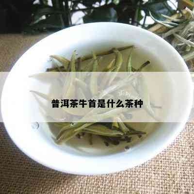 普洱茶牛首是什么茶种