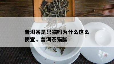 普洱茶是只猫吗为什么这么便宜，普洱茶猫腻