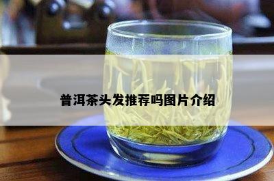 普洱茶头发推荐吗图片介绍