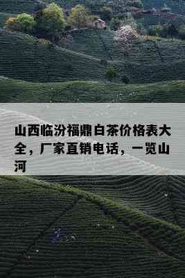 山西临汾福鼎白茶价格表大全，厂家直销电话，一览山河