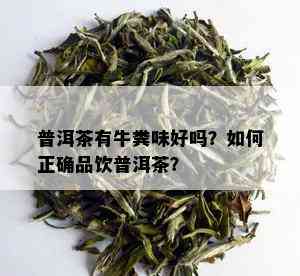 普洱茶有牛粪味好吗？如何正确品饮普洱茶？