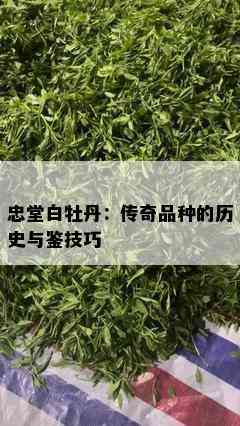 忠堂白牡丹：传奇品种的历史与鉴技巧