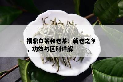 福鼎白茶和老茶：新老之争，功效与区别详解