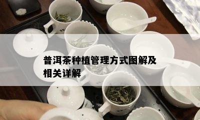 普洱茶种植管理方式图解及相关详解