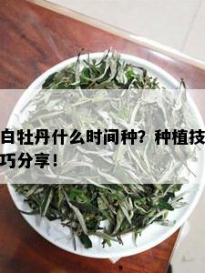 白牡丹什么时间种？种植技巧分享！