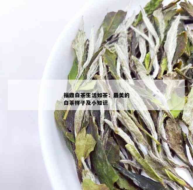 福鼎白茶生活如茶：最美的白茶样子及小知识