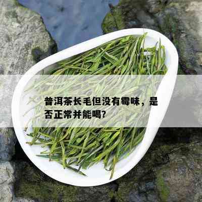 普洱茶长毛但没有霉味，是否正常并能喝？