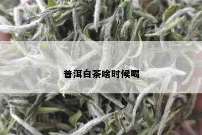 普洱白茶啥时候喝