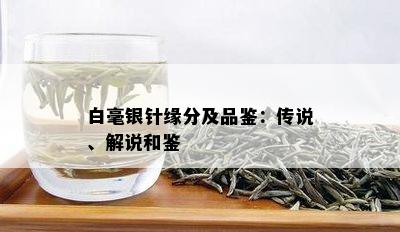 白毫银针缘分及品鉴：传说、解说和鉴