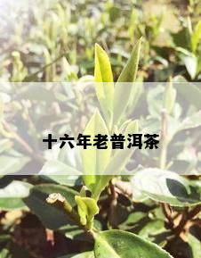 十六年老普洱茶