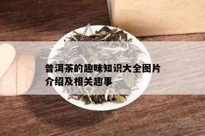 普洱茶的趣味知识大全图片介绍及相关趣事