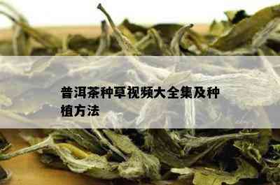 普洱茶种草视频大全集及种植方法