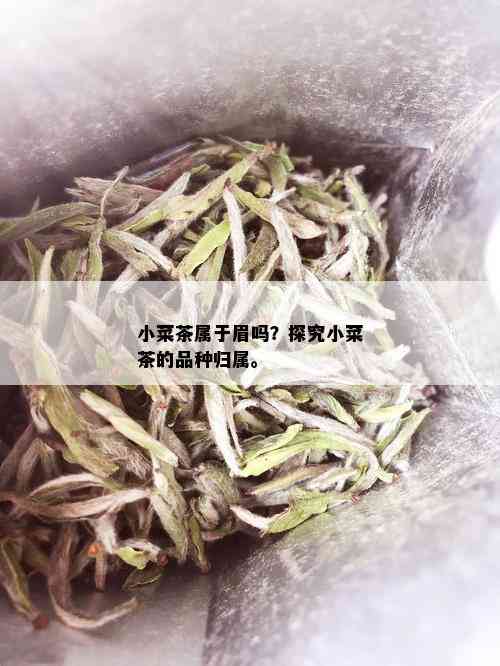 小菜茶属于眉吗？探究小菜茶的品种归属。