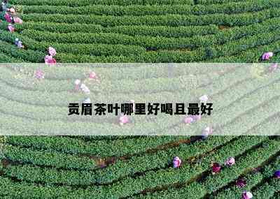 贡眉茶叶哪里好喝且更好